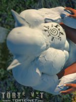 Rituális beavatás - Erotikus képregény - 24. oldal