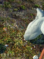 Rituális beavatás - Erotikus képregény - 64. oldal