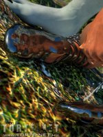 Rituális beavatás - Erotikus képregény - 73. oldal