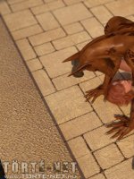 Anubisz támadása - Erotikus képregény - 30. oldal