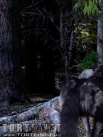 Piroska és a farkas - Erotikus képregény - 5. oldal