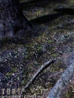 Piroska és a farkas - Erotikus képregény - 10. oldal