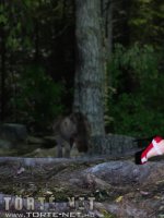 Piroska és a farkas - Erotikus képregény - 25. oldal