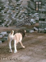 Tanya és a succubus 1. rész - Erotikus képregény - 77. oldal