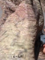 Szörny van a szobámban - Erotikus képregény - 10. oldal