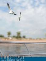 Tengerparti kaland - Erotikus képregény - 43. oldal