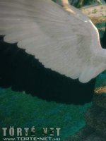 Pokoli Szerelem - Erotikus képregény - 36. oldal