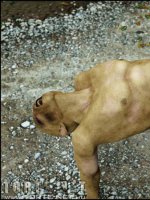 A város alatt 1. rész - Erotikus képregény - 36. oldal