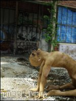 A város alatt 1. rész - Erotikus képregény - 69. oldal