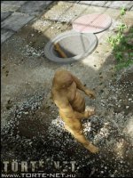 A város alatt 1. rész - Erotikus képregény - 77. oldal