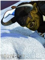 Groknar 2. rész - Északon - Erotikus képregény - 19. oldal